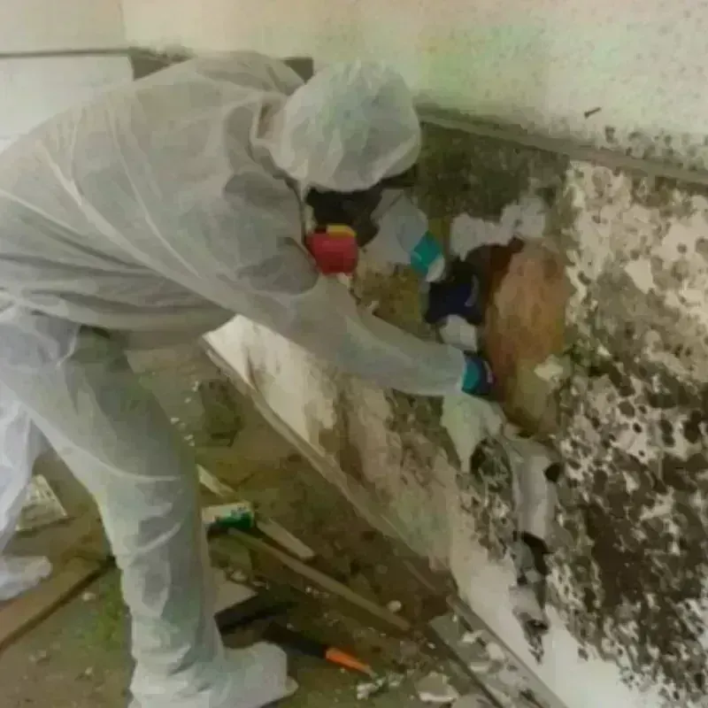 Mold Remediation and Removal in Stuart, FL